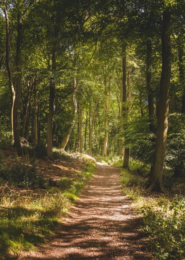 A vertical shot of a narrow pathway in a forest with a lot of tall green trees